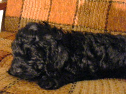 Cockapoo Puppies For Sale